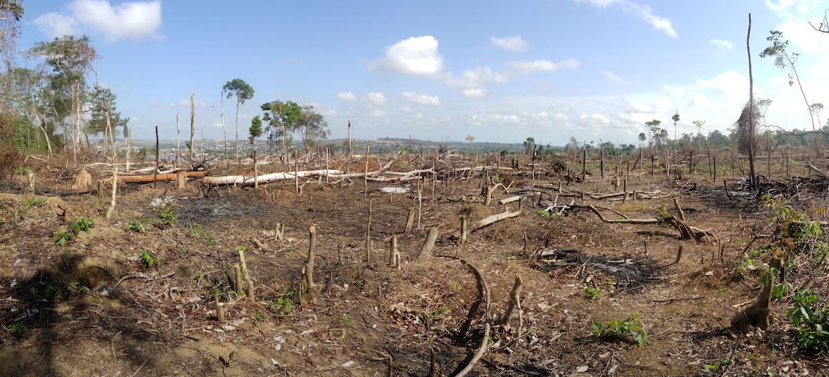 Vast expanse of Amazon rainforest showing illegally cut down trees