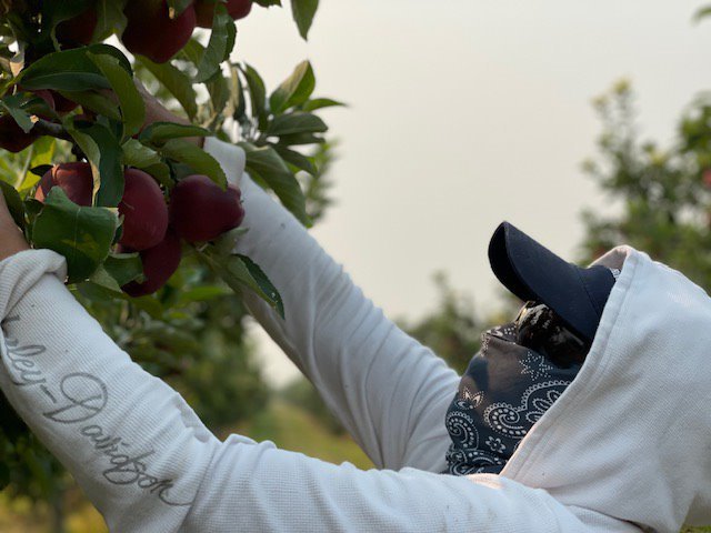 Agricultural worker wearing bandana over nose picks produce from tree