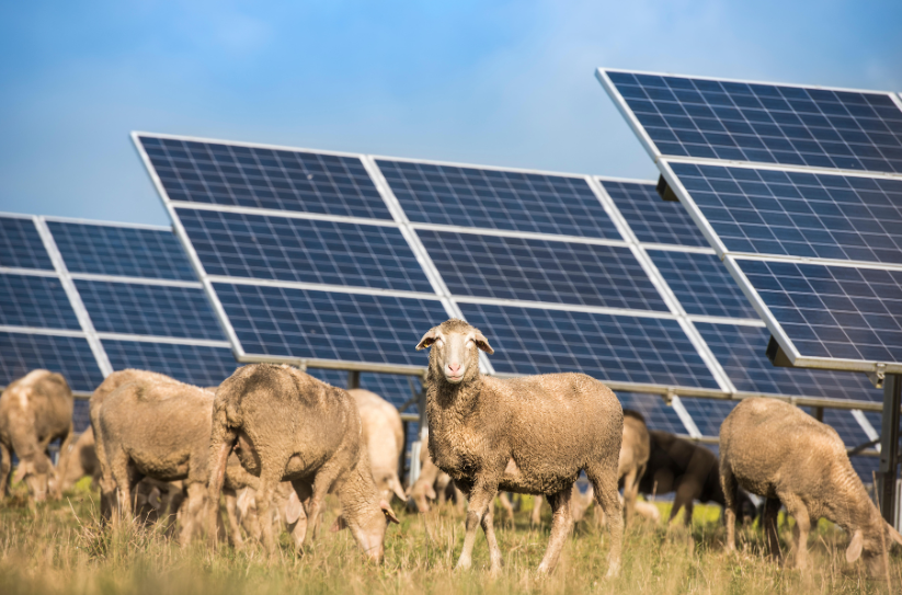 Flock of sheep in front of solar panels in field