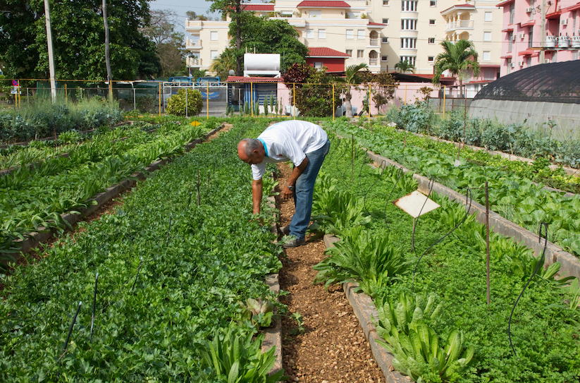 Man tending rows of garden beds with residential apartment buildings in background in suburb of Havana, Cuba