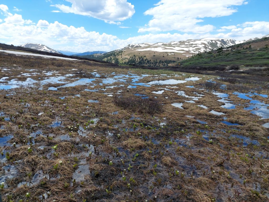 A puddled fen on Independence Pass,June 2024. Image Credit, Fallon Santander