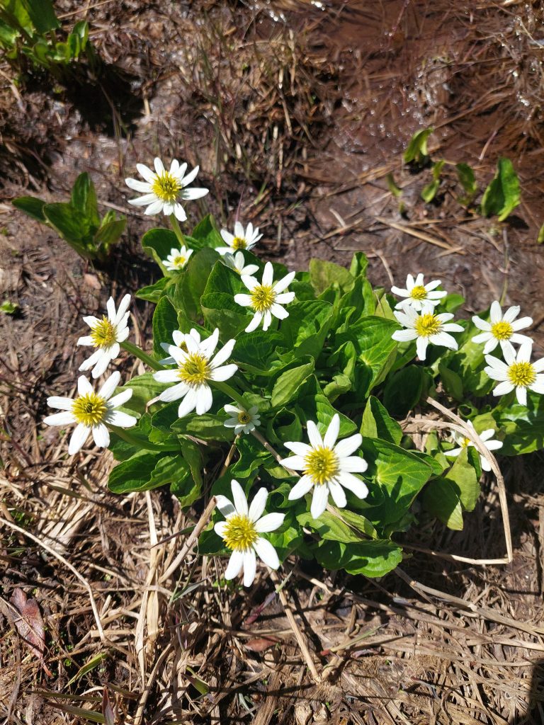 white flowers