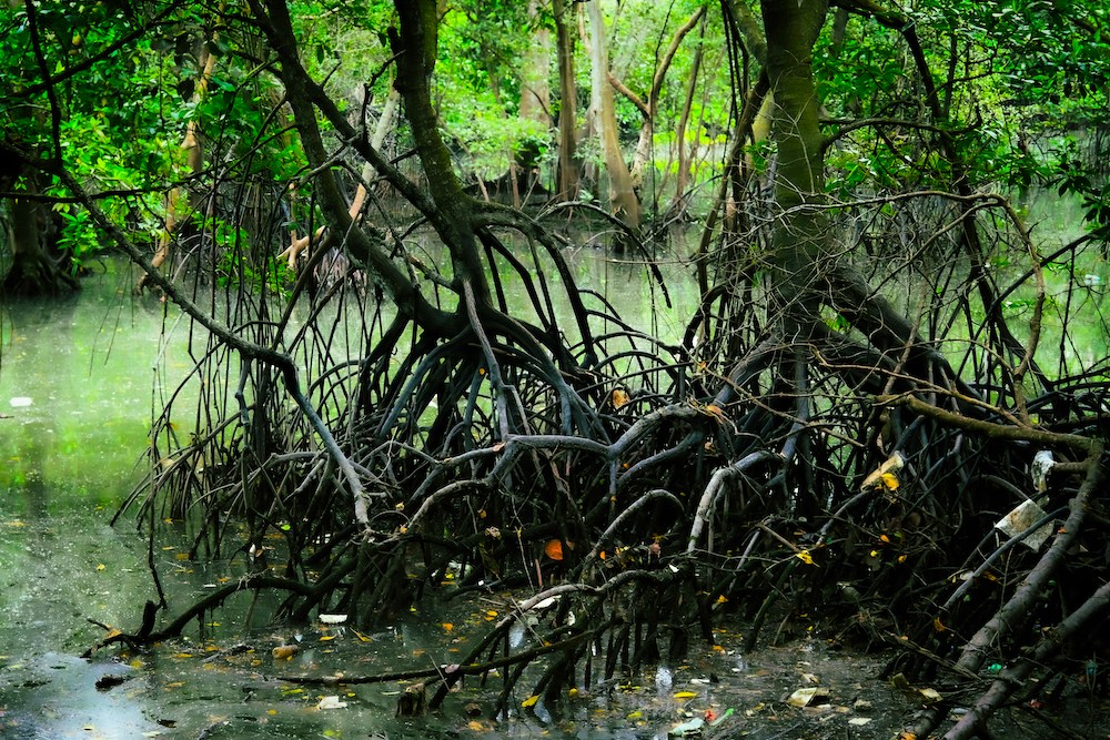 Closeup of roots of mangroves in swamp