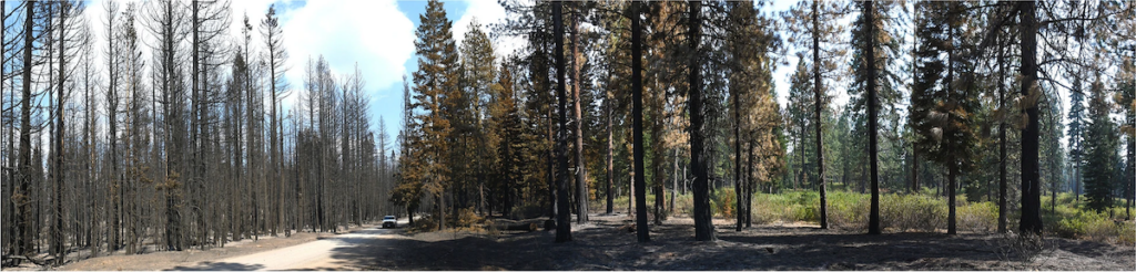 Forest trees on two sides of a road. Untreated trees on left of road are burnt and leafless; on right side of road, trees that had been thinned and treated with prescribed fire, are healthy.